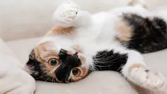 Proč kočka ukazuje břicho: zoologové rozluštili všechny signály domácího mazlíčka