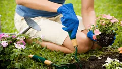 Jaké rostliny nesázet vedle sebe: zahradník uvedl pravidla sousedství plodin