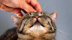 Tyto kočky se dožívají téměř 20 let: 3 plemena, která budou své majitele těšit dlouhá léta