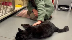 Ztratil se na 12 let a vrátil se – kocour poznal svou paničku během prvních vteřin