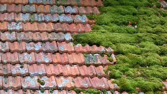 Jak snadno odstranit mech ze střechy bez rizika: jednoduchý a bezpečný způsob