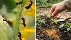 Mravenci pochodovali po zahradě jako armáda, dokud jsem nerozsypal tohle koření – a zmizeli