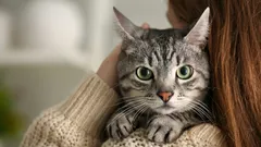 Jak nás kočky slyší a vidí: simulace, která překvapí už od první vteřiny