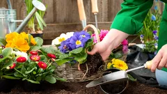 Jaké květiny lze v dubnu vysévat přímo do volné půdy: jednoduchý seznam bez zbytečné práce