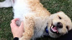 Proč psi chtějí, abyste je pohladili po břiše: nejde jen o potěšení