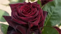 Tyto růže ozdobí každou zahradu: 5 nejkrásnějších a nenáročných odrůd