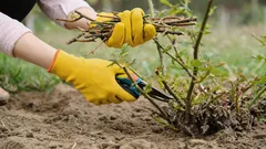 Nemusí vykvést: zahradníci vyjmenovali rostliny, které se na jaře nesmějí stříhat