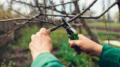 Nevyhazujte větve po prořezávání – 12 způsobů, jak je využít na zahradě