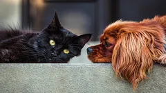 Kočka nebo pes: zoolog prozradil, které zvíře vyžaduje méně péče