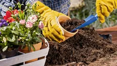 Sousedé budou přesvědčeni, že to stálo majlant: květiny, které vytvoří dojem luxusní zahrady