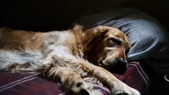 Pes sám doma: kynolog poradil, jak ho naučit zvládat odloučení