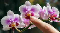 Jak přimět orchidej bohatě kvést – zahradník uvedl hlavní podmínku
