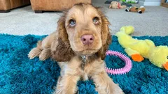 Tito psi budou vždy oddaní a mazliví: zoolog vyjmenoval pět jedinečných plemen