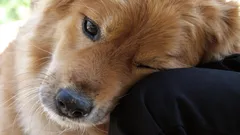 Gesto zděděné po divokých předcích: proč si pes pokládá hlavu na svého pána?