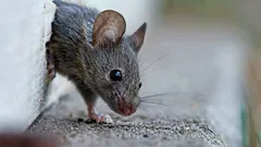 Jak se bez námahy zbavit myší: tenhle pach donutí hlodavce utéct