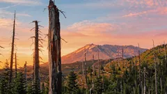 Vulkánem vypálená země ožila po experimentu: roste tam přes 40 tisíc rostlin