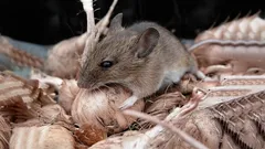 Myši utečou: nejlepší domácí prostředek, který snadno zbaví armádu hlodavců