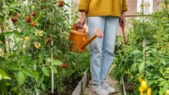 Proč je průvan ve skleníku užitečný a jak ho správně zajistit: rady pro zahrádkáře
