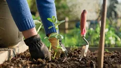 Nalezen přírodní náhradník hnojiv: tyto rostliny se samy hnojí