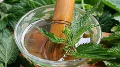 Jak proměnit obyčejnou kopřivu v užitečné hnojivo: recept na výživný nálev