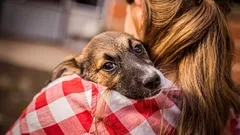 Tajemství psí lásky: jak si domácí mazlíček vybírá svého pána