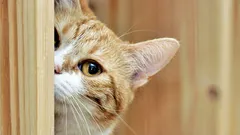 Proč nás kočky ignorují: 6 důvodů, proč domácí mazlíčci neposlouchají