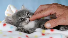 Jaká kočka se ideálně hodí do rodiny: byla vybrána 4 nejlepší plemena