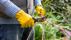 Jediná chyba a větve začnou hnít: zahradník uvedl hlavní pravidla prořezávání stromů