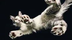 Vědci zjistili: jak se kočkám daří vždy přistát na všech čtyřech tlapkách?