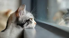 Jak kočky poznají, že se jejich pán brzy vrátí domů: tajemství domácích mazlíčků