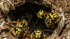 Jak se snadno zbavit hnízda zemních vos – odborník prozradil tajemství