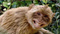 8 nejchytřejších primátů na planetě, kteří se vyrovnají člověku