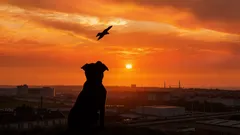 Psa opustili s krutým vzkazem: jeho obsah rozesmutnil i dobrovolníky