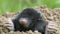 Jak se zbavit krtků bez pastí a chemie – nejlepší způsob