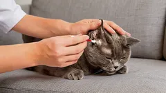 Zoolog: Jak a čím správně čistit kočce uši doma