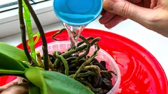 Proč zkušení pěstitelé přidávají do zálivky orchidejí citronovou šťávu: nečekaný přínos