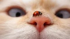 Proč je kresba nosu každé kočky jedinečná? Odpověď vás možná překvapí