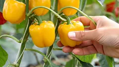 Papriky budou plodit celými kbelíky – tajemství přesazování a přihnojování