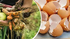 Poklady z kuchyně dělají zázraky na zahradě: jak běžný odpad zachraňuje úrodu