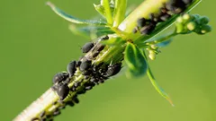 Mšice na rostlinách zmizí bez chemie a výdajů: zapamatujte si tento jednoduchý způsob