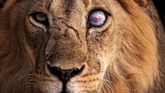 Lev není tak silný, jak se zdá: 8 zvířat, před nimiž sám neobstojí