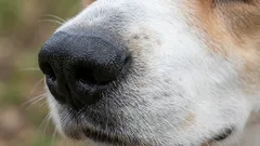 Toto psí plemeno se cvičí nejlépe: odborníci označili nejspolehlivějšího přítele