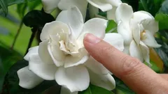 Nejlepší pokojová rostlina do bytu: její luxusní vůně provoní všechny místnosti