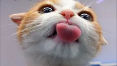 Jakou chuť kočky nerozeznají? Odpověď vás určitě překvapí