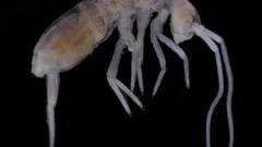 Téměř 2 kilometry pod povrchem: které suchozemské zvíře žije nejhlouběji?