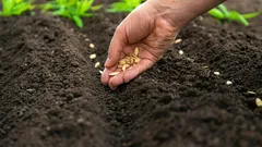 Co zasadit v dubnu: 5 nejodolnějších druhů zeleniny pro proměnlivé klima