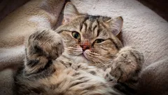 Milujete kočky? Psychologie říká, že máte 5 velmi vzácných osobnostních rysů