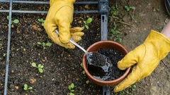 Jak využít kávovou sedlinu na zahradě: jednoduché a účinné hnojivo