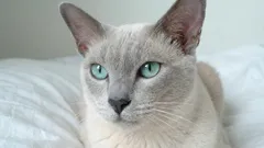 7 nejvěrnějších kočičích plemen, která vás nikdy nenechají o samotě