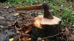 Jak odstranit pařez bez lopaty a techniky: jednoduchý způsob, o kterém ví jen málokdo